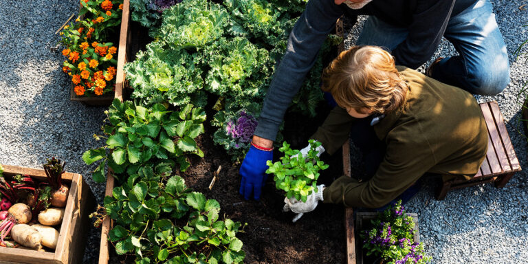 6 tips to grow vegetables